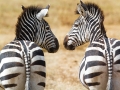 zebras_looking_each_other